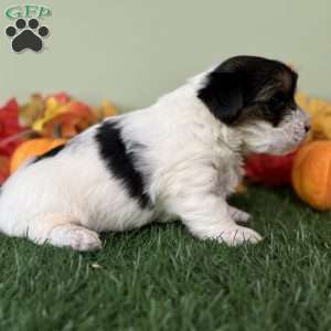 Carson, Biewer Terrier Puppy